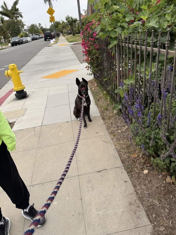 A picture of a black dog named Bowie sitting, taken on June 20 2025 at 6:26 am